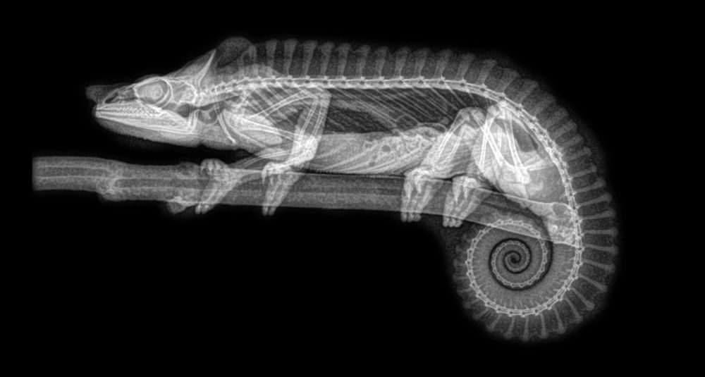 ABD'de hayvanat bahçesindeki hayvanların X-Ray görüntüleri 2