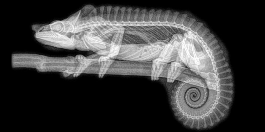 ABD'de hayvanat bahçesindeki hayvanların X-Ray görüntüleri
