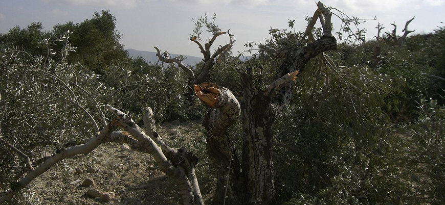 Yahudi yerleşimciler Filistinlilere ait 450 zeytin ağacını söktü