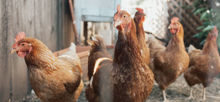 Bulgaristan'da kuş gribi nedeniyle binlerce tavuk itlaf edilecek