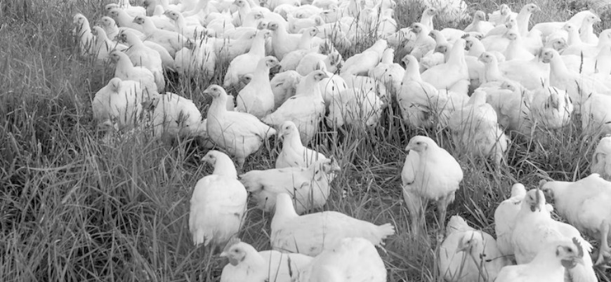 Afyonkarahisar ve Denizli'de kuş gribi nedeniyle 6,5 milyon kanatlı hayvan itlaf edildi