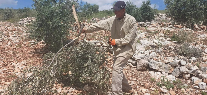 Yahudi yerleşimciler beş ayda Filistinlilerin 5 bin ağacını kesti