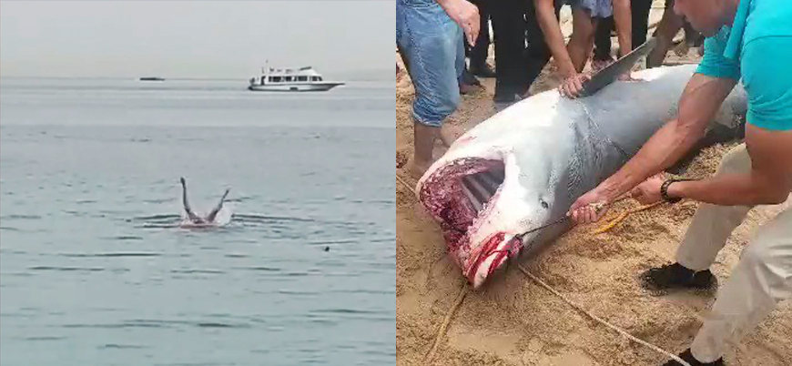Mısır'da Rus turisti öldüren köpek balığı mumyalanacak