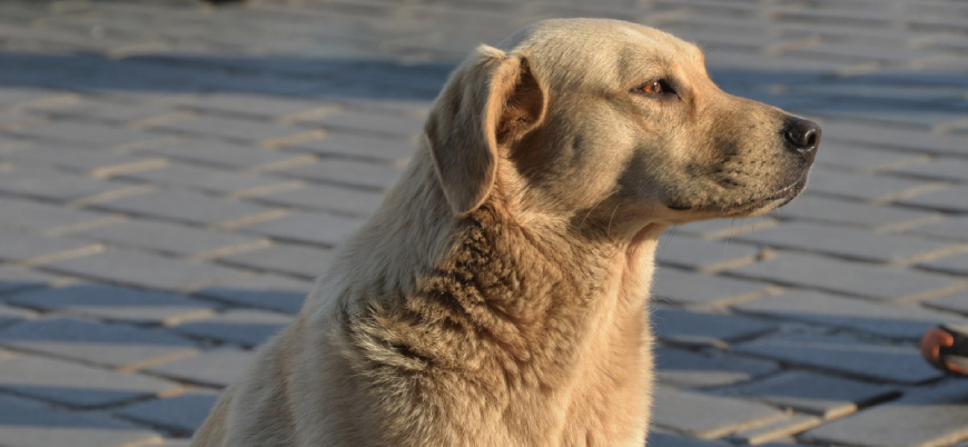 İstanbul Valisi Gül: Sokak hayvanı diye bir şey yok, sevenler sahiplenecek