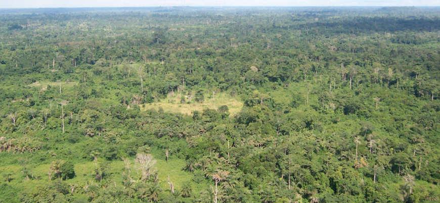 BAE havayı daha fazla kirletmek için Liberya'dan orman satın alacak