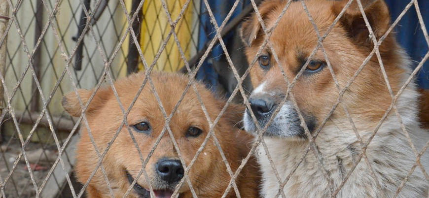 Güney Kore 2027'ye kadar köpek eti tüketimini yasaklamayı planlıyor