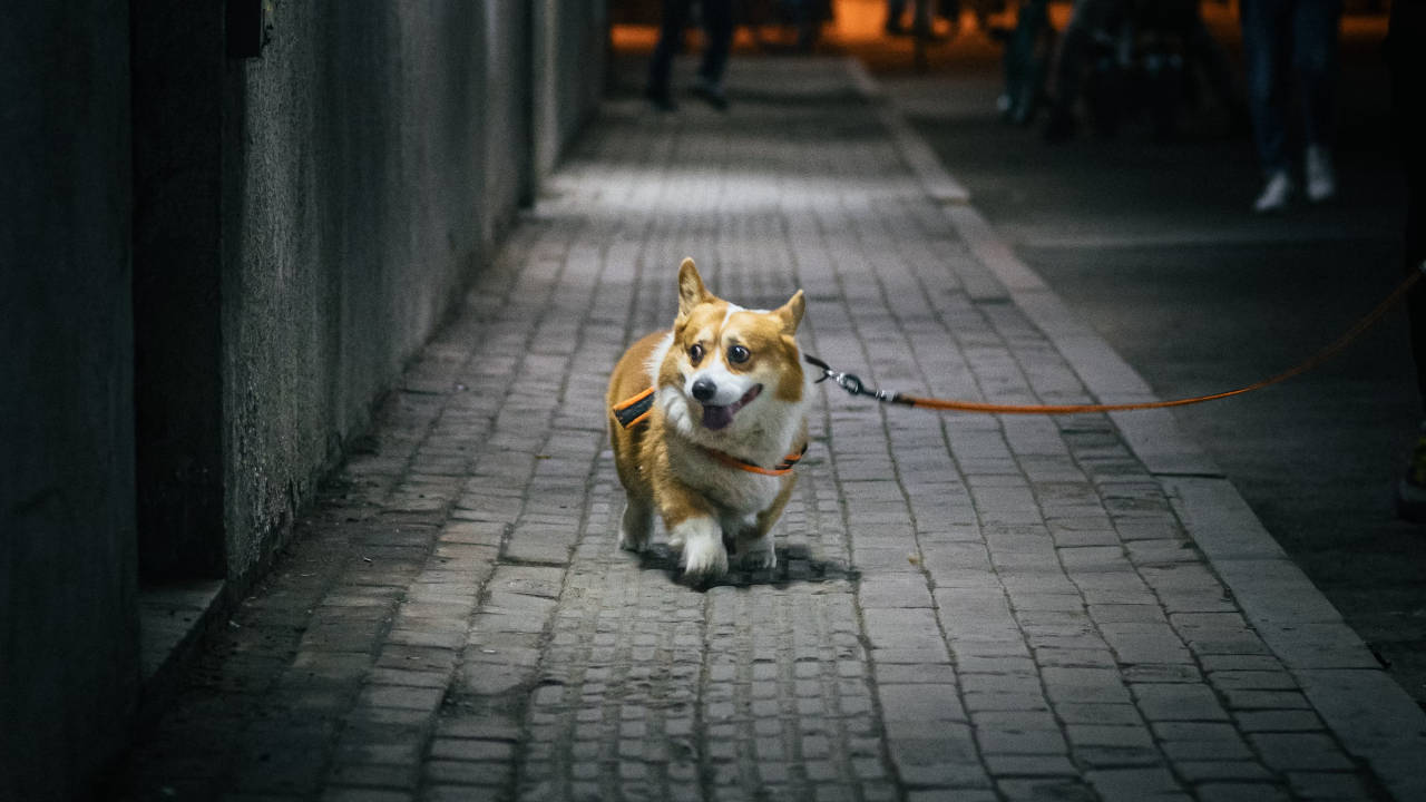 İran'da sokakta köpek gezdirmek yasaklanıyor