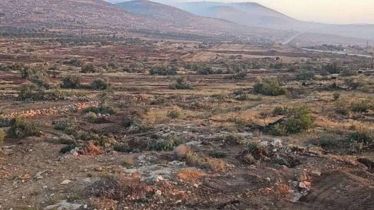 İsrail güçleri ve Yahudi yerleşimciler Batı Şeria'da Filistinlilere ait 10 bin zeytin ağacını söktü