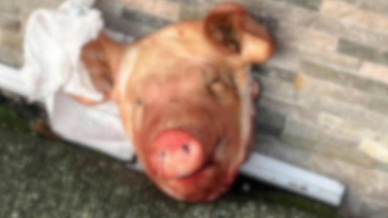 Fransa'da camilerin önüne domuz kafaları bırakıldı