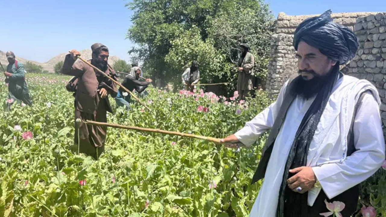 BM araştırmasına göre Afganistan'da uyuşturucu üretimi büyük ölçüde son buldu