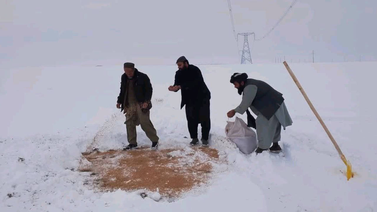 Afganistan’da kuşların zorlu kışı atlatması için dağlara buğday serpiliyor