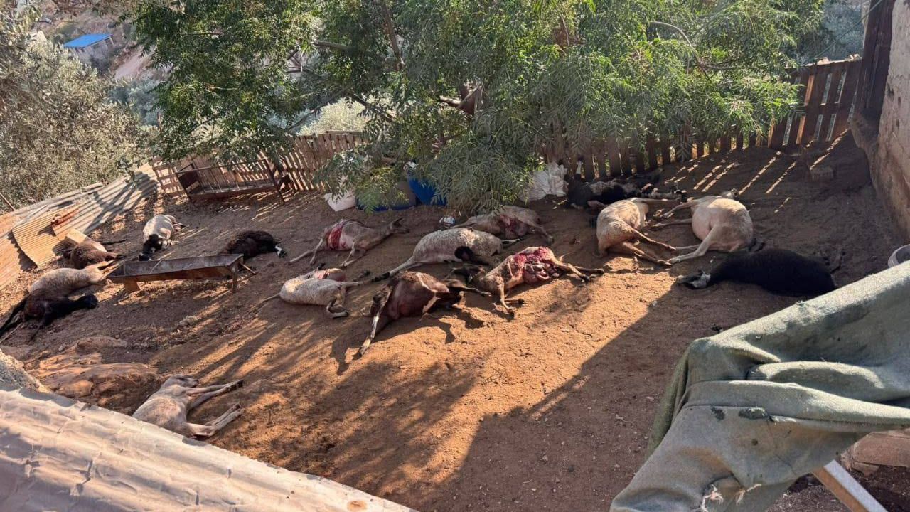Yahudi işgalciler Batı Şeria'da Filistinlilerin koyunlarını zehirledi