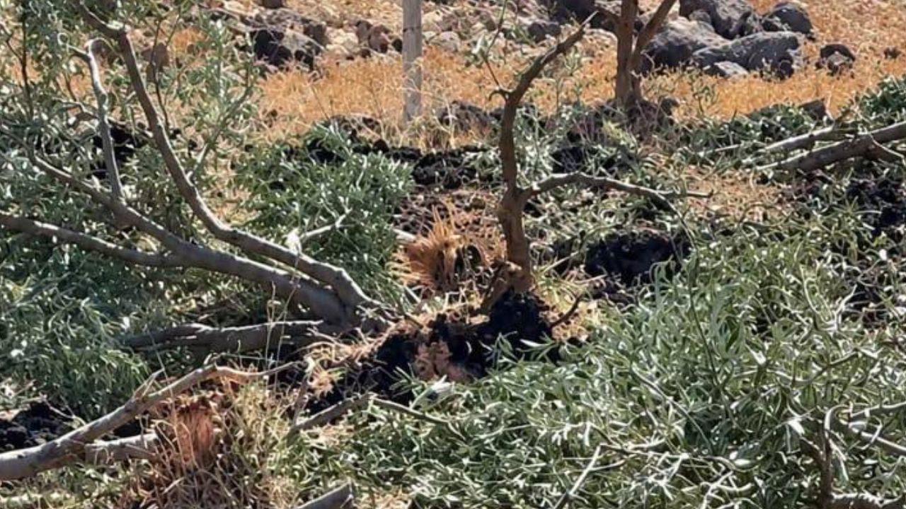 İsrail ordusu Suriye'de 300 zeytin ağacını söktü