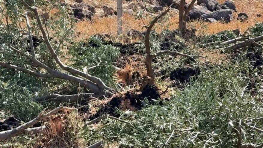 İsrail ordusu Suriye'de 300 zeytin ağacını söktü
